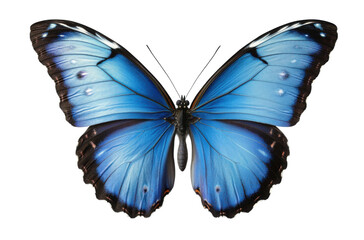 Fototapeta premium Vibrant blue butterfly with symmetrical wings and black patterns, symbolizing beauty, nature, and transformation for wildlife, art, or design themes isolated on transparent background