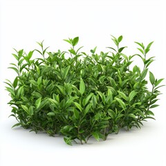 Obraz premium Lush Green Plant Group with Vibrant Leaves in Bright Indoor Light Setting