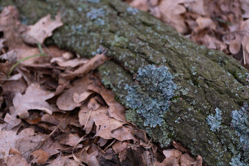 Closeup of a tree trunk covered in green lichen, surrounded by fallen autumn leaves. 