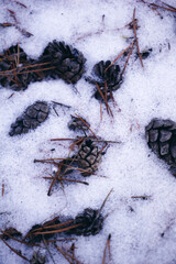 fir and pine cones lie in the snow in a winter forest