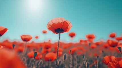 Obraz premium Field of red poppies under a clear blue sky with one central flower in focus and others softly blurred in the background