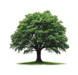 Majestic large green tree with full foliage, standing alone on a grassy hill, symbolizing nature, growth, environment, and tranquility isolated on transparent background