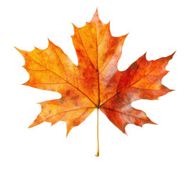 Fototapeta premium Large orange maple leaf with vivid autumn texture and natural details, bright seasonal foliage for fall design themes isolated on transparent background