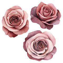 PNG Aesthetic pink rose flower flowers roses illustration.