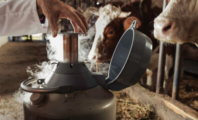 Veterinarian opening tank with frozen semen for cows artificial insemination