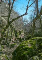 Mountain wooded gorge, mossy boulders, dried up mountain stream in winter