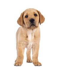 Cute 7 weeks old Labrador dog puppy, standing facing front. Looking towards camera. Isolated cutout on a transparent background.