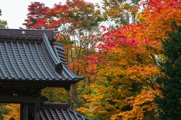 紅葉に包まれた鐘楼