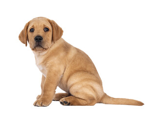 Cute 7 weeks old Labrador dog puppy, sitting up side ways. Looking towards camera. Isolated cutout on a transparent background.