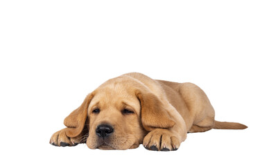 Cute 7 weeks old Labrador dog puppy, laying down facing front. Head down looking tired beside camera. Isolated cutout on a transparent background.