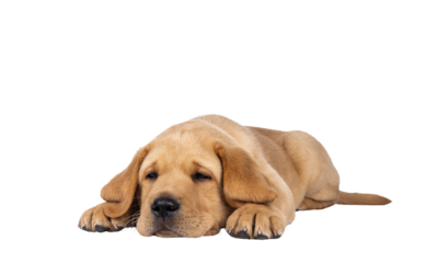 Cute 7 weeks old Labrador dog puppy, laying down facing front. Head down looking tired beside camera. Isolated cutout on a transparent background.