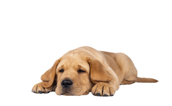 Cute 7 weeks old Labrador dog puppy, laying down facing front. Head down looking tired beside camera. Isolated cutout on a transparent background.