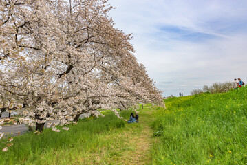 Sakura cherry blossoms in full bloom, Kumagaya Sakura Tsutsumi, Japan's Top 100 Cherry Blossom Spots, Kumagaya City, Saitama Prefecture, Japan