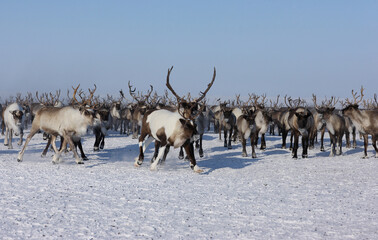 running herd of deer
