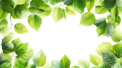 Fresh green leaves with sunlight, natural frame border, botanical background, organic foliage, lush plant arrangement, isolated on transparent background, nature concept