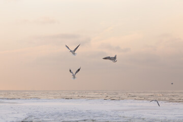 Seagulls soaring over serene ocean waves during sunset