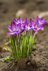 purple crocuses