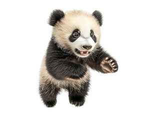 Naklejka premium Adorable baby panda in a playful pose, cute black and white animal theme for wildlife, nature, and conservation designs isolated on transparent background