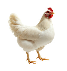 White chicken hen with fluffy feathers, standing gracefully, domestic farm poultry for agricultural themes, rural countryside lifestyle isolated on transparent background