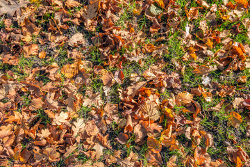 Closeup of fallen acorns and oak leaves in the grass. The photo was taken on a sunny day in the autumn season.