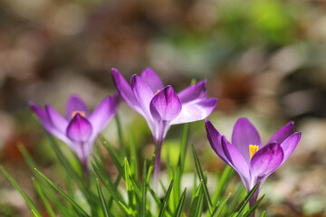purple crocuses