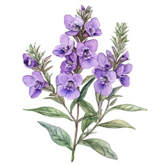 A watercolor illustration of an angelonia flower, isolated on a white background. Angelonia flower vector.
