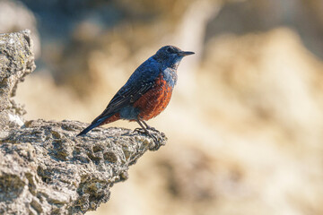 Naklejka premium イソヒヨドリ