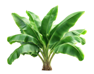 Lush green banana plant with large vibrant leaves, tropical nature element for botanical, gardening, or exotic plant themes isolated on transparent background