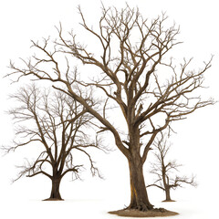 silhouette isolated on white