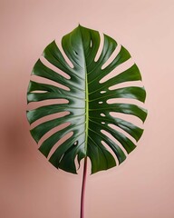 Monstera Leaf on Pink
