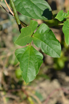 Catjang cowpea leaves