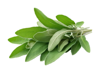 Fresh sage leaves with vibrant green texture, aromatic herb, natural ingredient for cooking, culinary seasoning, organic plant, and healthy food concept isolated on transparent background