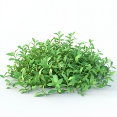 Lush Green Foliage Cluster with Vibrant Leaves Ideal for Nature Backgrounds and Floral Designs