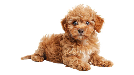Adorable Sitting Puppy Dog Isolated on White Background Ready for Use in Pet-Related Projects