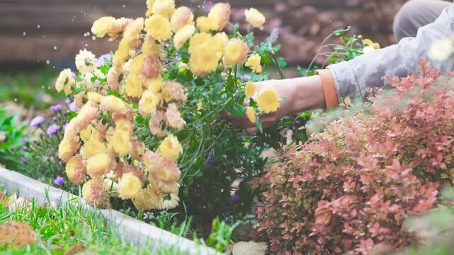In the fall, a male gardener prunes plants in his personal garden in preparation for the winter season.