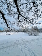 Snowy winter park, trees covered by the snow, snow on the ground,  no people, winter park landscape