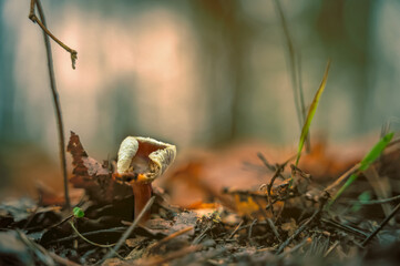 DSC_6621-Edit.tif