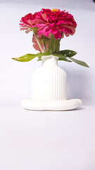 Bright pink zinnia flowers with a golden yellow center in a white striped ceramic vase on a white background