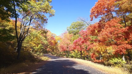 Autumnal Road Winding Through Colorful Forest