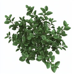Lush Green Oregano Plant with Dense Leaves Perfect for Culinary Use and Natural Decor