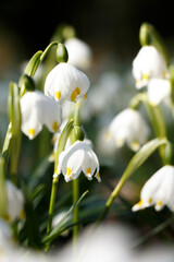 snowflake flowers blooming in sunlight 