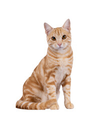 Handsome purebred European Shorthair cat, sitting up facing front. Looking straight to camera. Isolated cutout on a transparent background.