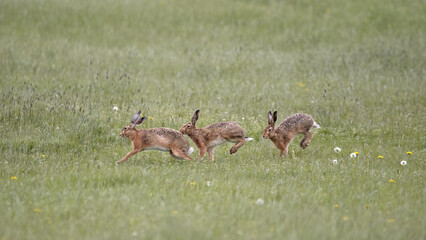 Three Running European Hare (Lepus Europaeus)