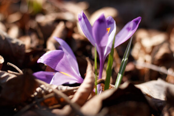 purple crocus flower in early spring