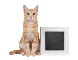 Handsome purebred European Shorthair cat, sitting up facing front beside with blackboard filled picture frame. Looking straight to camera. Isolated cutout on a transparent background.