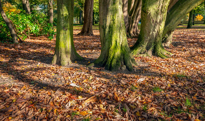 Closeup of many fallen leaves under old trees. The photo was taken in a park on a sunny day in the autumn season.