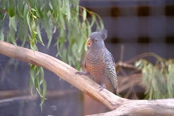 gray australia native birds