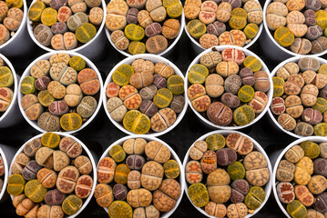 A row of small, colorful rocks in white containers