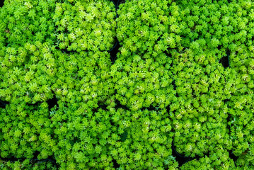 A close up of a green plant with many leaves