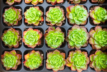A row of potted plants with green leaves and brown stems